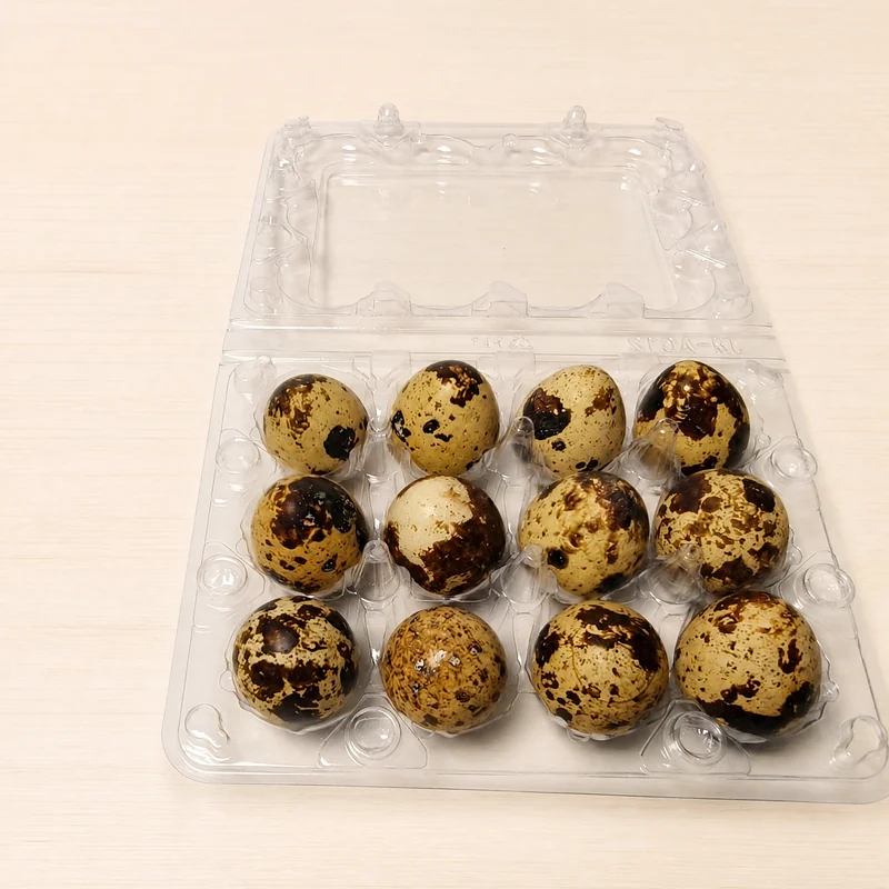 SSACD-12 Clear PET Quail Egg Carton 12-Cell view 4